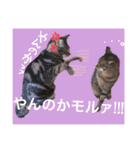 ちょっと使いづらい猫のスタンプ（個別スタンプ：19）