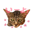 ちょっと使いづらい猫のスタンプ（個別スタンプ：20）
