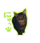 ちょっと使いづらい猫のスタンプ（個別スタンプ：21）