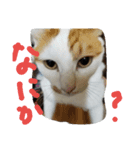 ネコ猫（個別スタンプ：1）