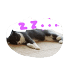 ネコ猫（個別スタンプ：2）