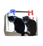 ネコ猫（個別スタンプ：4）