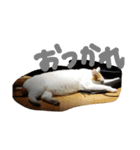 ネコ猫（個別スタンプ：5）