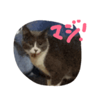 ネコ猫（個別スタンプ：6）
