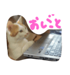 ネコ猫（個別スタンプ：7）