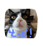 ネコ猫（個別スタンプ：8）