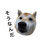 しば犬  大和  2（個別スタンプ：6）