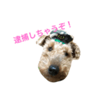 ウェルシュテリアのこむぎ（個別スタンプ：5）