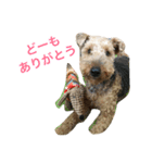 ウェルシュテリアのこむぎ（個別スタンプ：7）