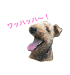 ウェルシュテリアのこむぎ（個別スタンプ：8）