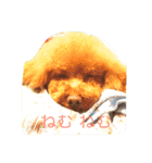 わが家のワンこ（個別スタンプ：5）