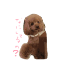 わが家のワンこ（個別スタンプ：7）