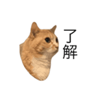 ねこのみるく（個別スタンプ：1）