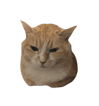 ねこのみるく（個別スタンプ：3）
