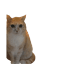 ねこのみるく（個別スタンプ：4）