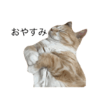 ねこのみるく（個別スタンプ：5）