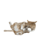 ねこのみるく（個別スタンプ：7）