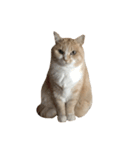 ねこのみるく（個別スタンプ：8）