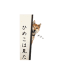 柴犬ひめこあずきの Happyスタンプ（個別スタンプ：25）