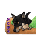 柴犬ひめこあずきの Happyスタンプ（個別スタンプ：26）