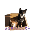 柴犬ひめこあずきの Happyスタンプ（個別スタンプ：33）