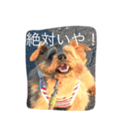 ノーフォークの日常（個別スタンプ：1）