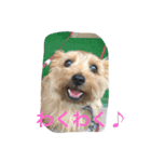 ノーフォークの日常（個別スタンプ：3）