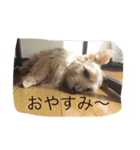 ノーフォークの日常（個別スタンプ：5）