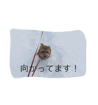 ノーフォークの日常（個別スタンプ：8）