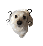 犬のヴィくん(挨拶編)（個別スタンプ：1）