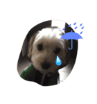 犬のヴィくん(挨拶編)（個別スタンプ：5）