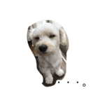 犬のヴィくん(挨拶編)（個別スタンプ：6）