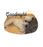 犬のヴィくん(挨拶編)（個別スタンプ：8）