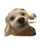犬のヴィくん(挨拶編)（個別スタンプ：11）
