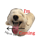犬のヴィくん(挨拶編)（個別スタンプ：12）