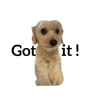 犬のヴィくん(挨拶編)（個別スタンプ：13）