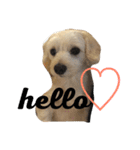 犬のヴィくん(挨拶編)（個別スタンプ：15）