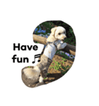 犬のヴィくん(挨拶編)（個別スタンプ：16）
