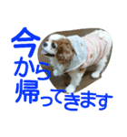 キャバリア ベル14歳の毎日使うスタンプ（個別スタンプ：12）