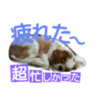 キャバリア ベル14歳の毎日使うスタンプ（個別スタンプ：22）
