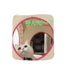 ちーちゃん(=^x^=)（個別スタンプ：1）