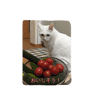 ちーちゃん(=^x^=)（個別スタンプ：4）