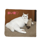 ちーちゃん(=^x^=)（個別スタンプ：5）