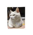 ちーちゃん(=^x^=)（個別スタンプ：6）