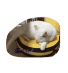 ちーちゃん(=^x^=)（個別スタンプ：7）