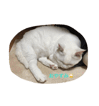 ちーちゃん(=^x^=)（個別スタンプ：8）