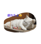 ちーちゃん(=^x^=)（個別スタンプ：12）