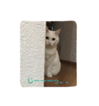 ちーちゃん(=^x^=)（個別スタンプ：14）