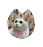 ちーちゃん(=^x^=)（個別スタンプ：15）