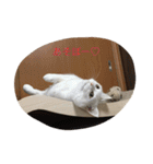 ちーちゃん(=^x^=)（個別スタンプ：16）